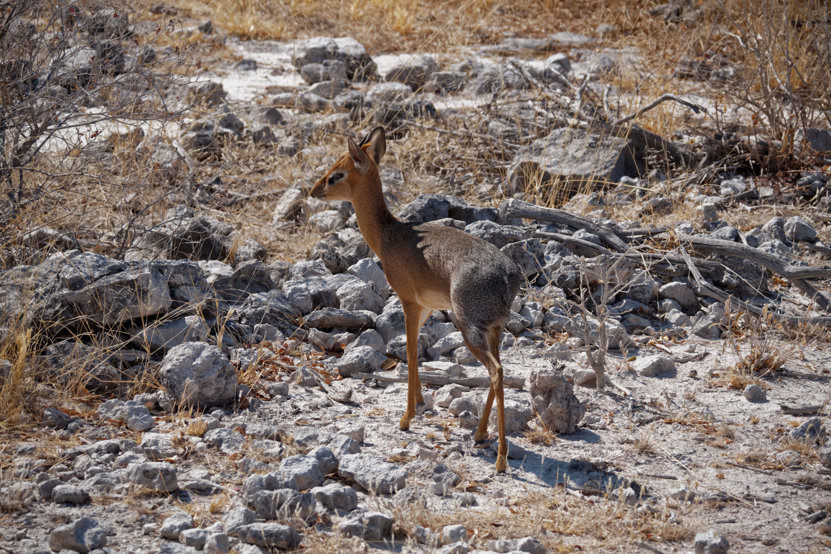 Damara Dik Dik