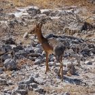 Damara Dik Dik