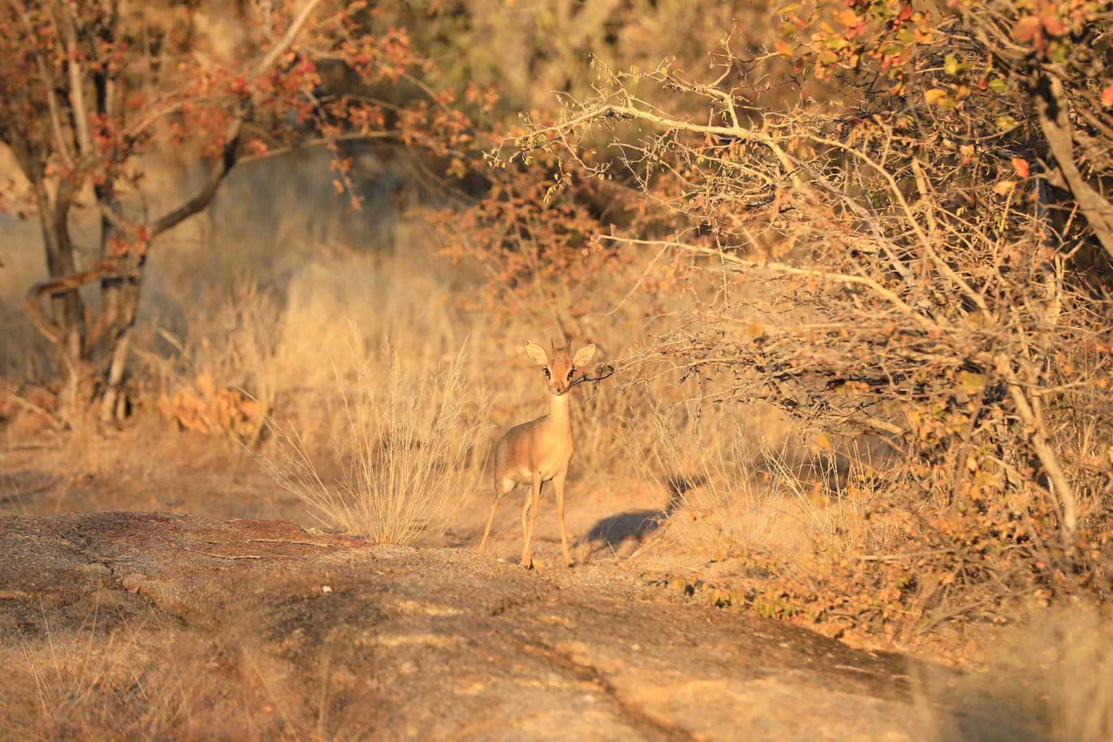 Damara Dik Dik 