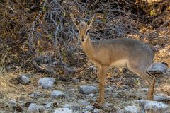 Damara Dik Dik