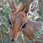 Damara Dik- Dik