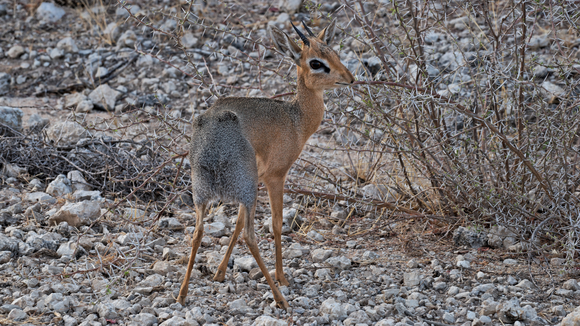 Damara Dik Dik