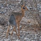 Damara Dik Dik