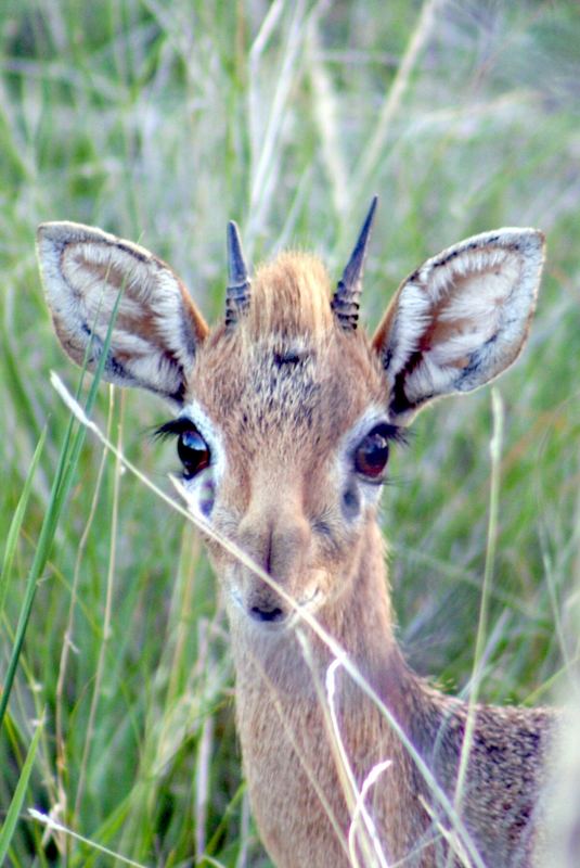 Damara dik dik