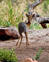 Damara Dik-Dik Böckchen