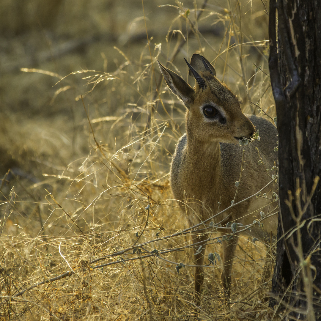 Damara dik-dik