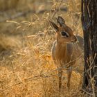 Damara dik-dik