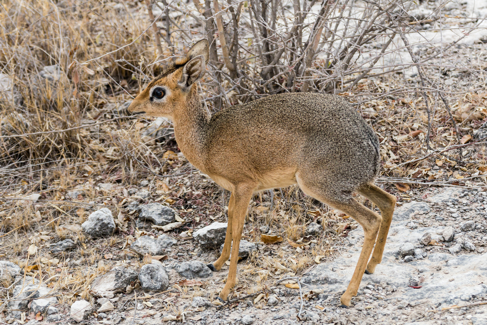 Damara Dikdik