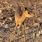 Damara-Dikdik