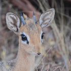 Damara-Dikdik am Rand der Kalahari