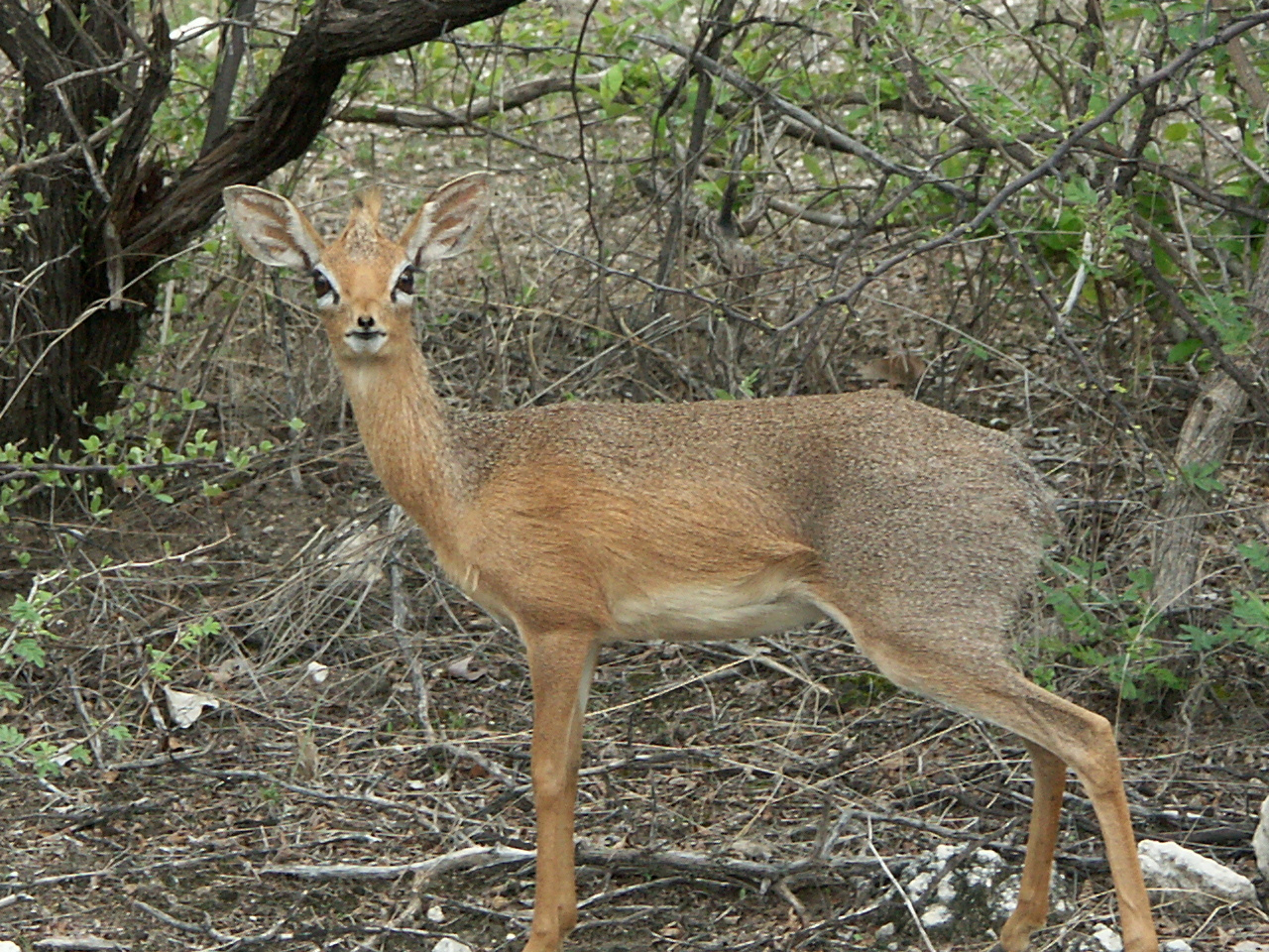 Damara Dikdik