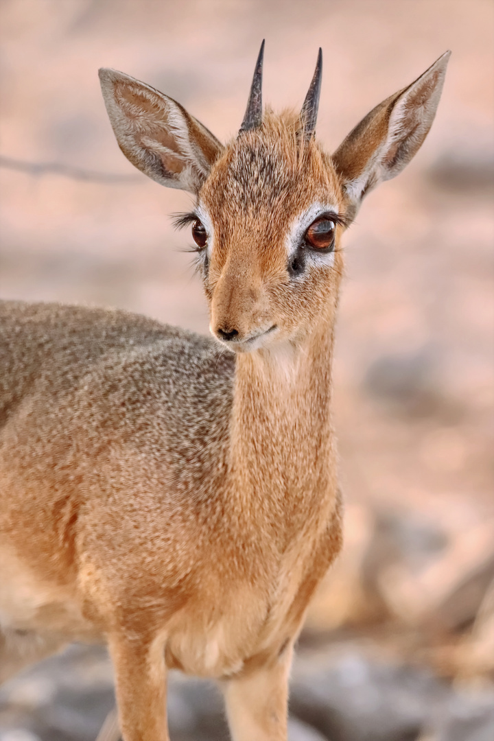 Damara-DikDik (Männchen)