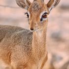 Damara-DikDik (Männchen)