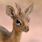 Damara-DikDik (Weibchen)