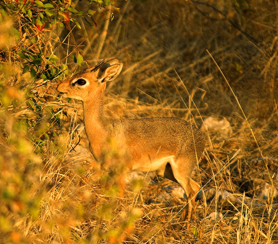 Damara Kirkdikdik