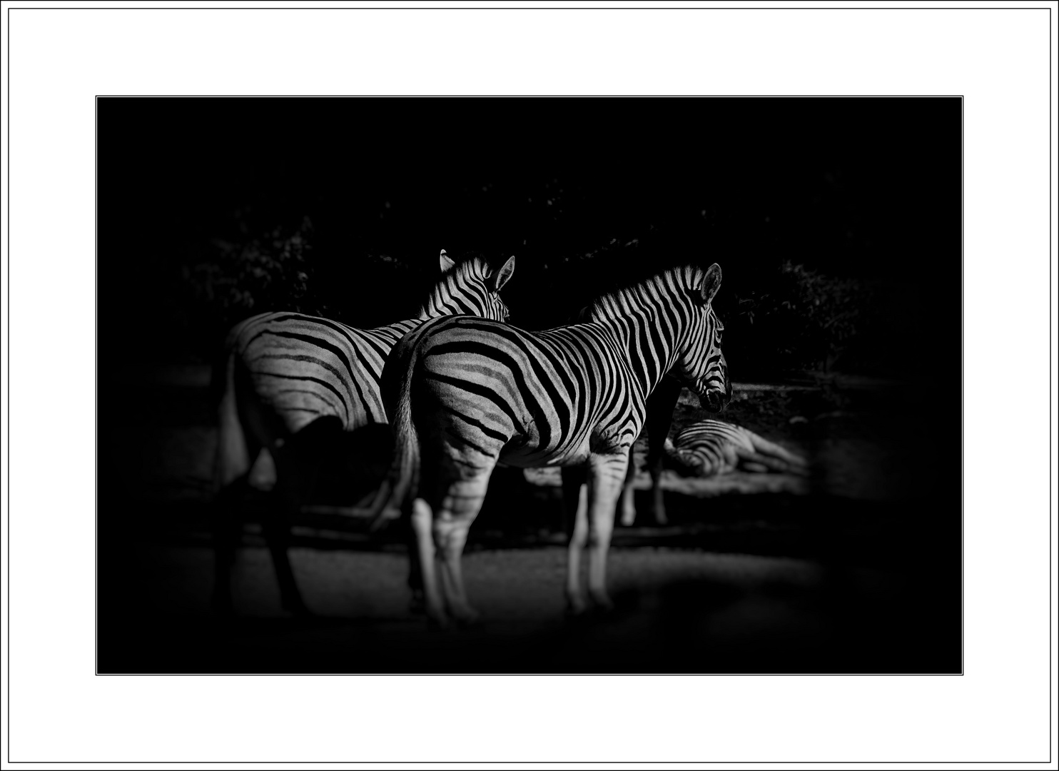 Damara Steppenzebras ...