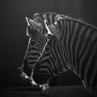 Damara - Steppenzebras