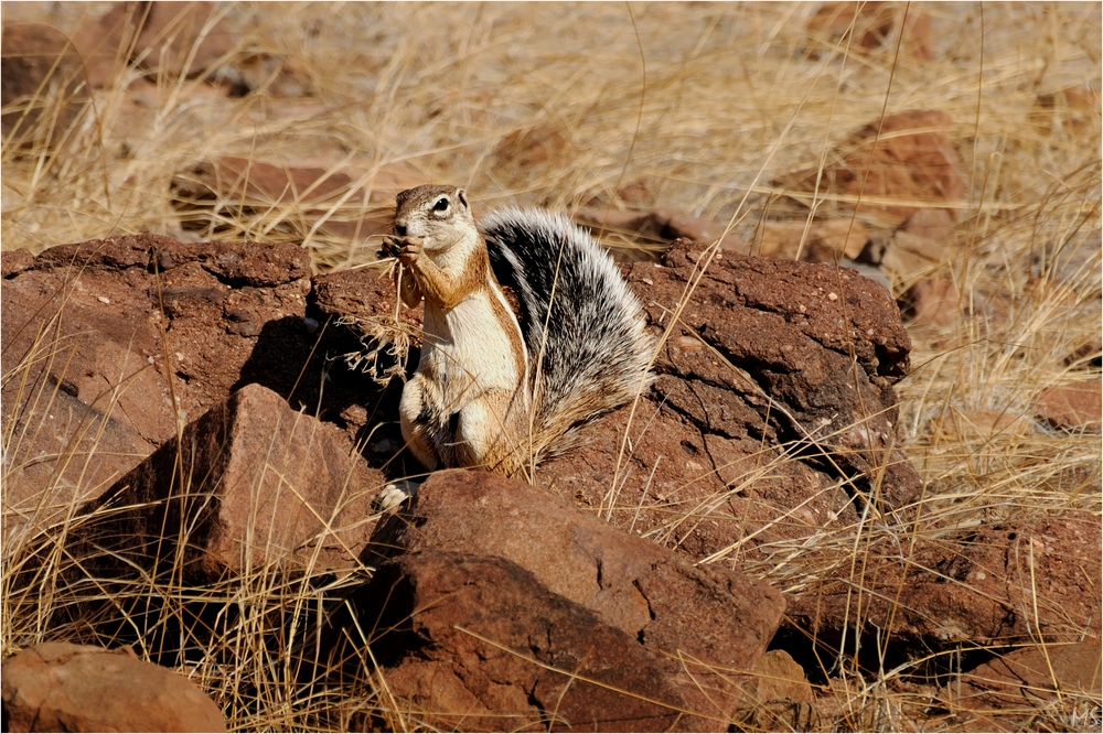 Damaraland # 1