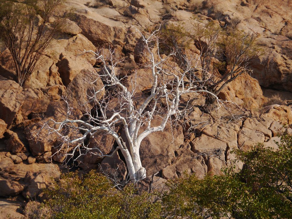 Damaraland von JuleXX 