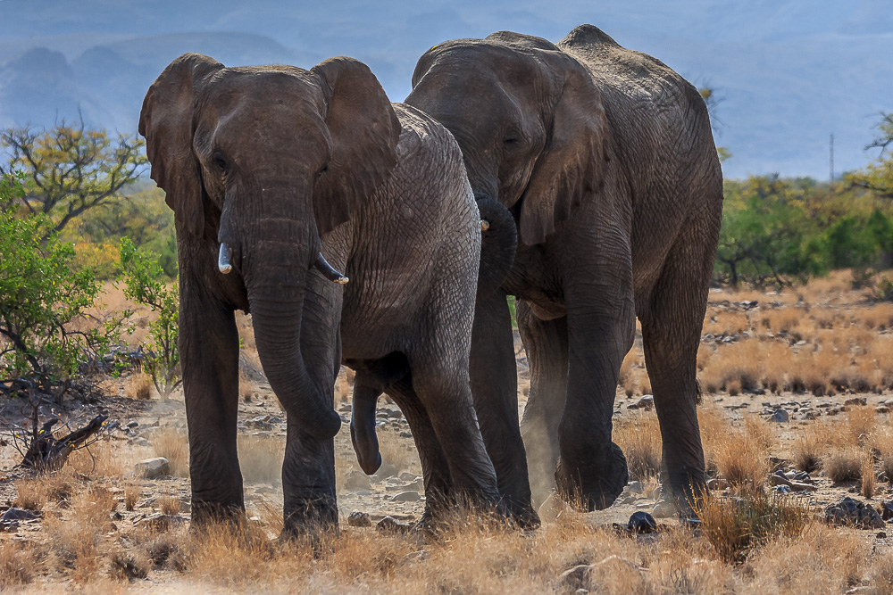 Damaraland, Wüstenelefanten 2