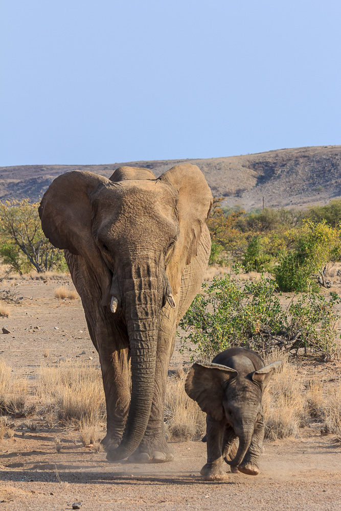 Damaraland, Wüstenelefanten 2013