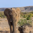 Damaraland, Wüstenelefanten 2013