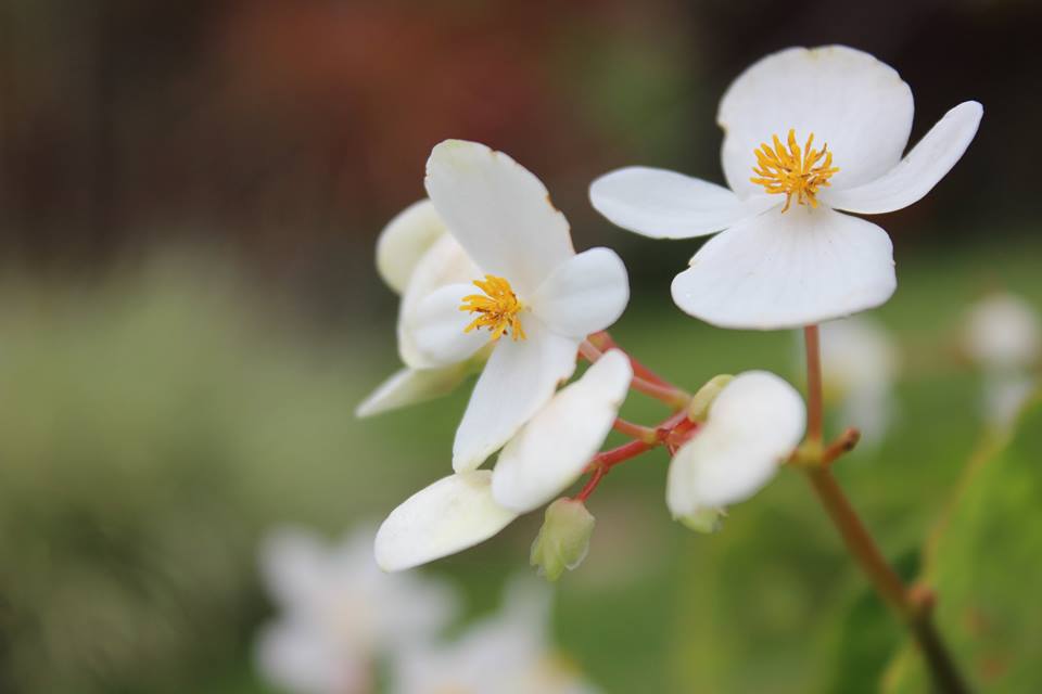 Damas de blanco