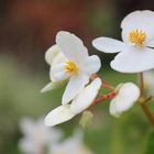 Damas de blanco