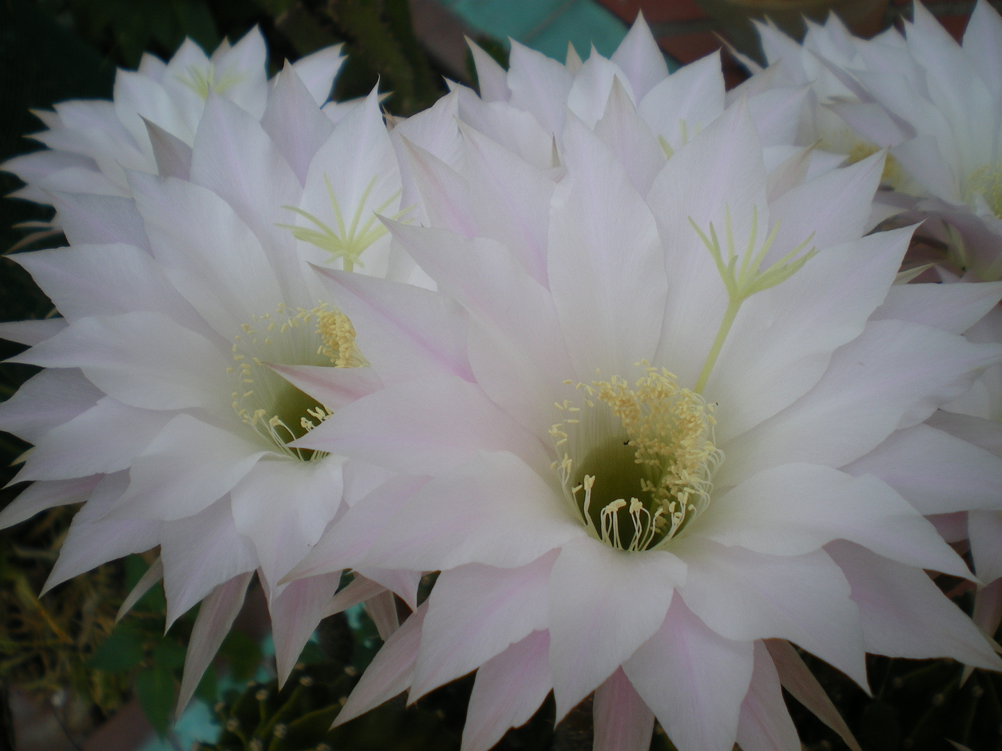 Damas de noche (Flor de cactus)