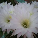 Damas de noche (Flor de cactus)