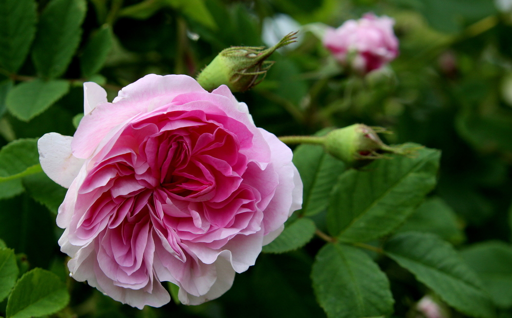 Damaszener Rose