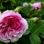 Damaszener Rose