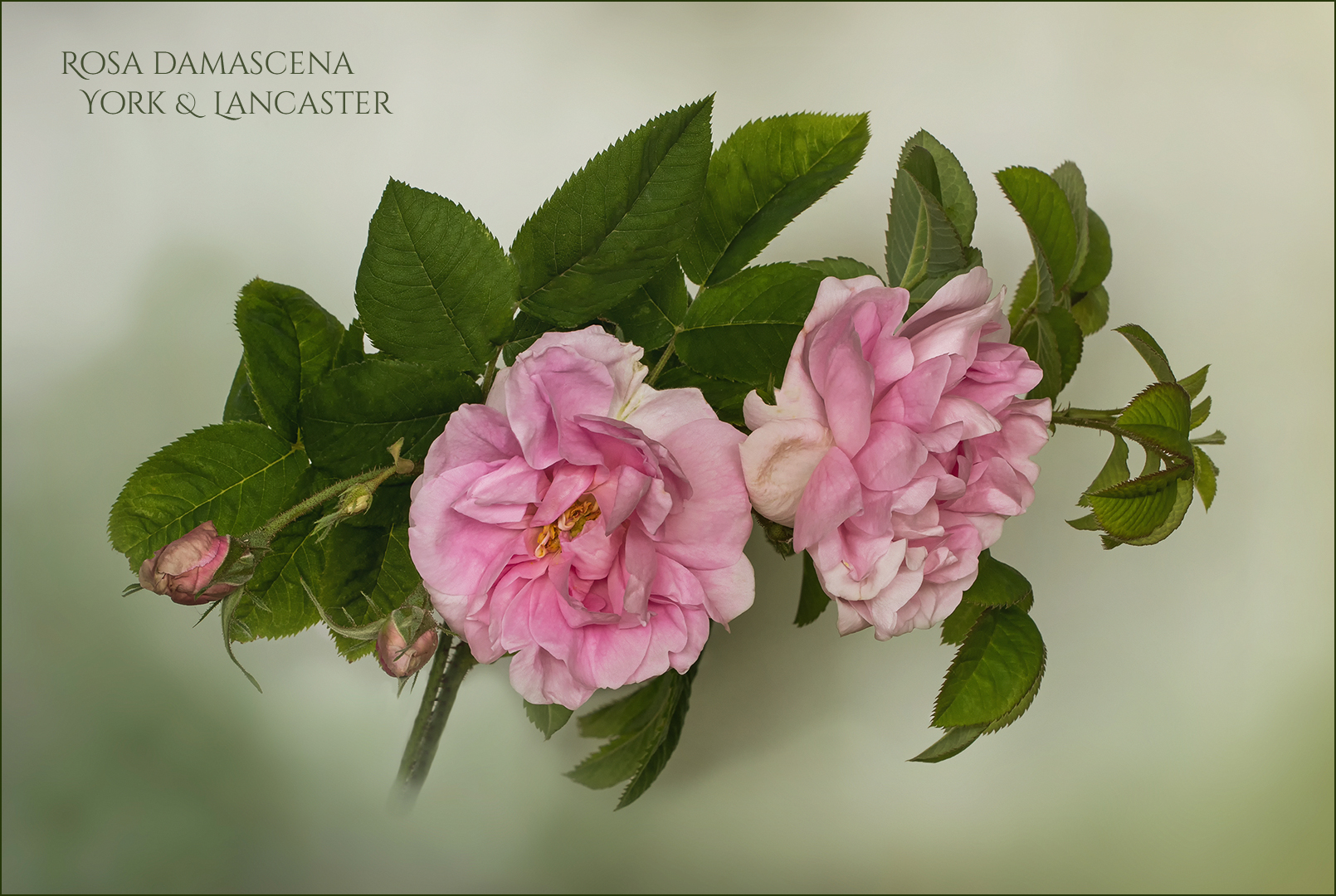 Damaszener Rose - York & Lancaster....