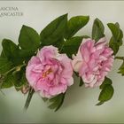 Damaszener Rose - York & Lancaster....