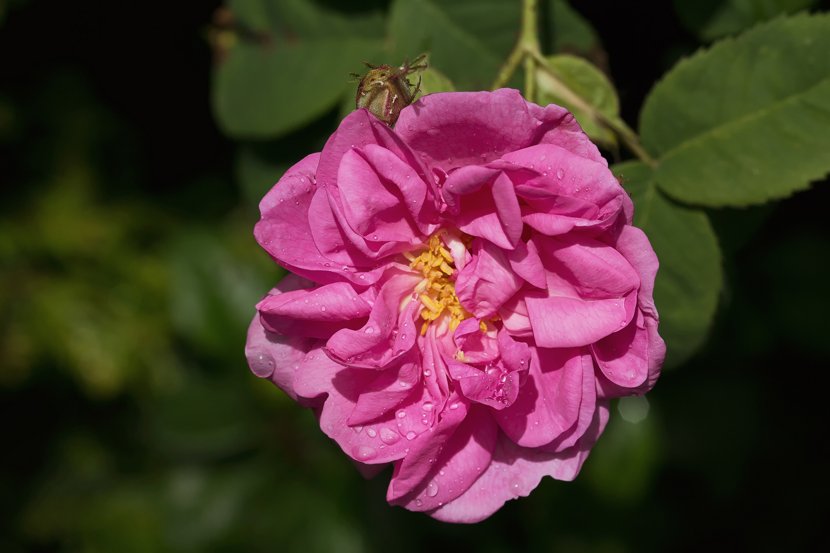 Damaszener Rose "York & Lancaster"