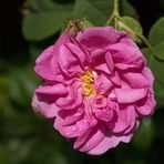 Damaszener Rose "York & Lancaster"