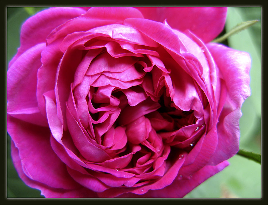 Damaszenerrose 'Rose de Rescht'