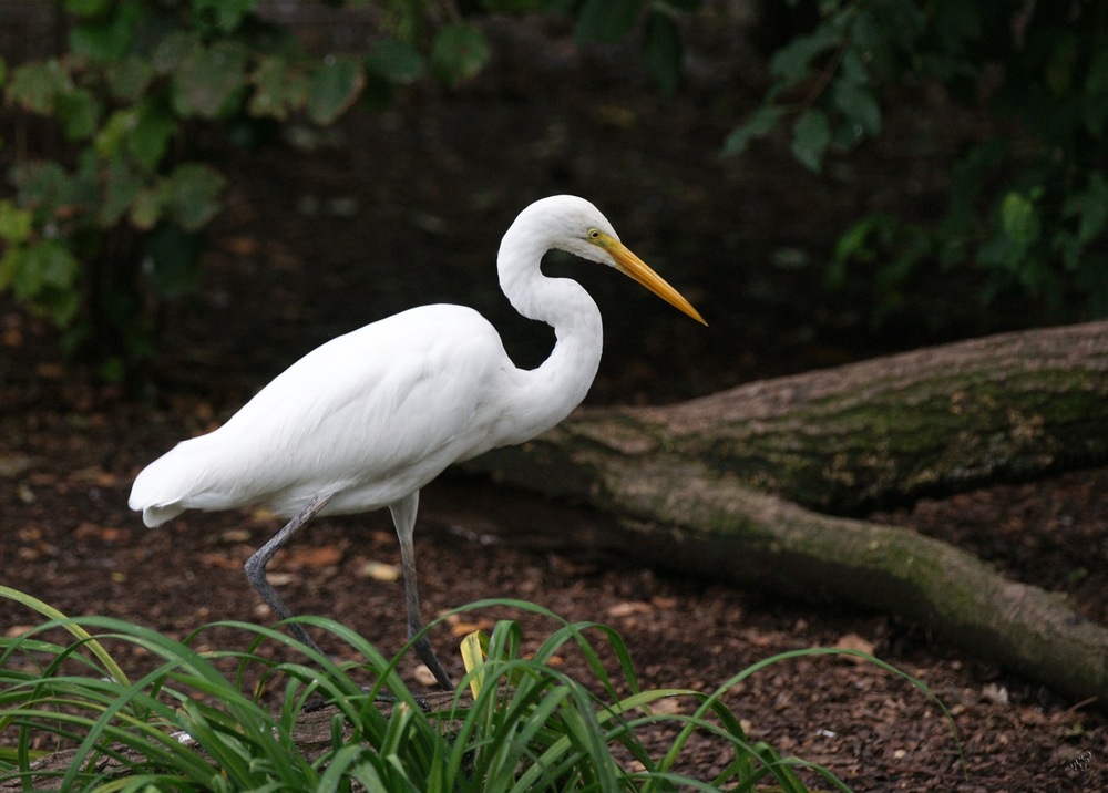 Dame aigrette..