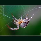 Dame araignée réparant sa toile abimée par le vent