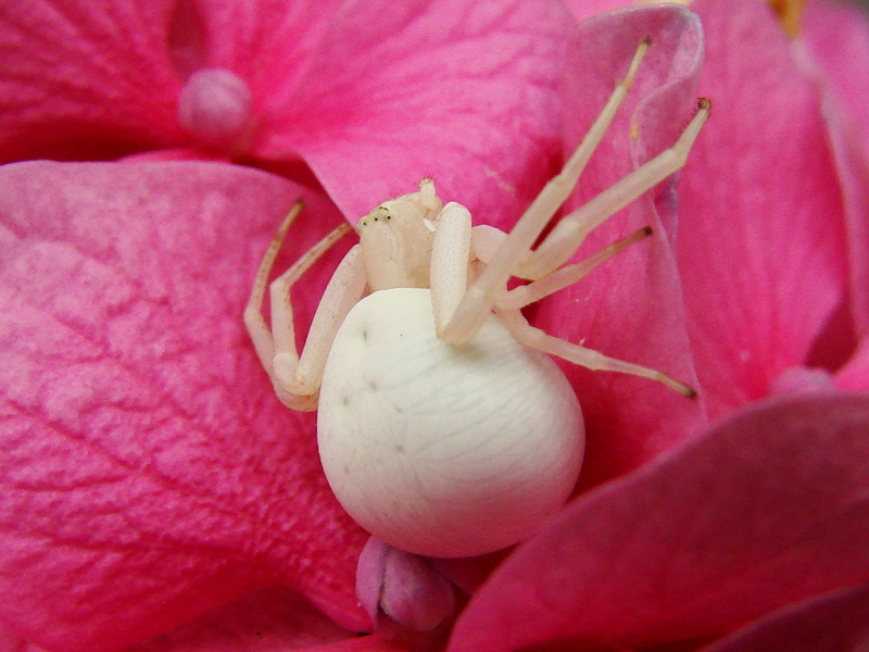 Dame blanche sur fleur