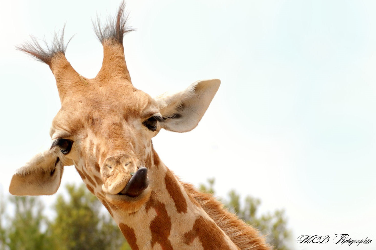 Dame girafe fait la grimace