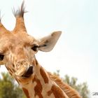 Dame girafe fait la grimace