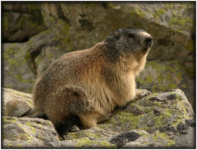 dame marmotte