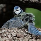 .....Dame ....., mir ist unruhig!!, Biosphärengebiet schw. Alb, Dettingen a.d.Erms