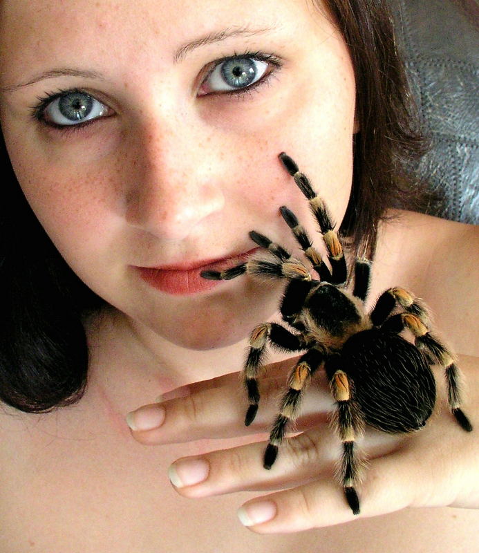 Dame mit Brachypelma smithi