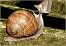 Snails & Slugs