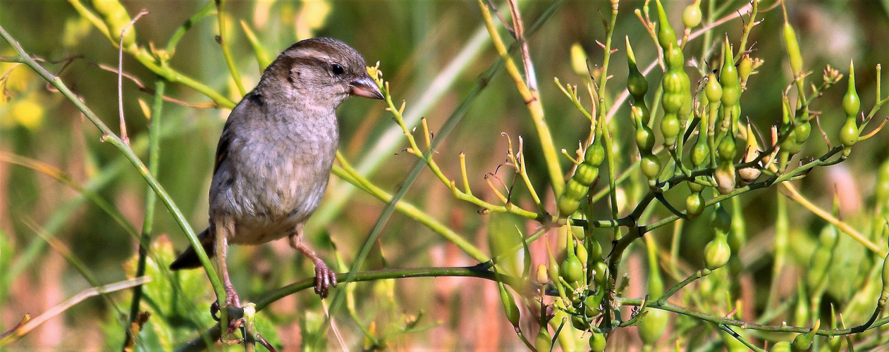 DAME MOINEAU