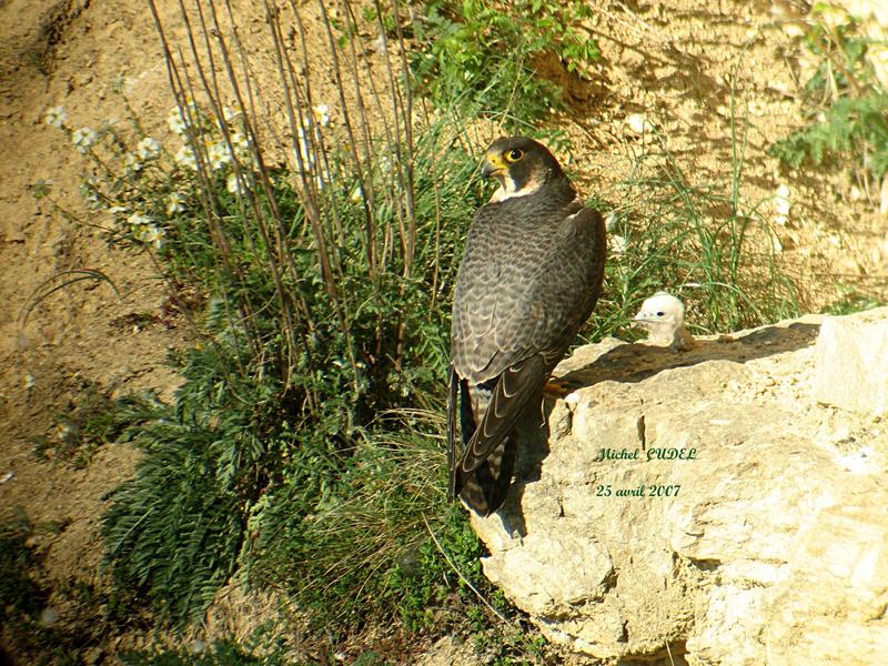 Dame Pélerin et son poussin