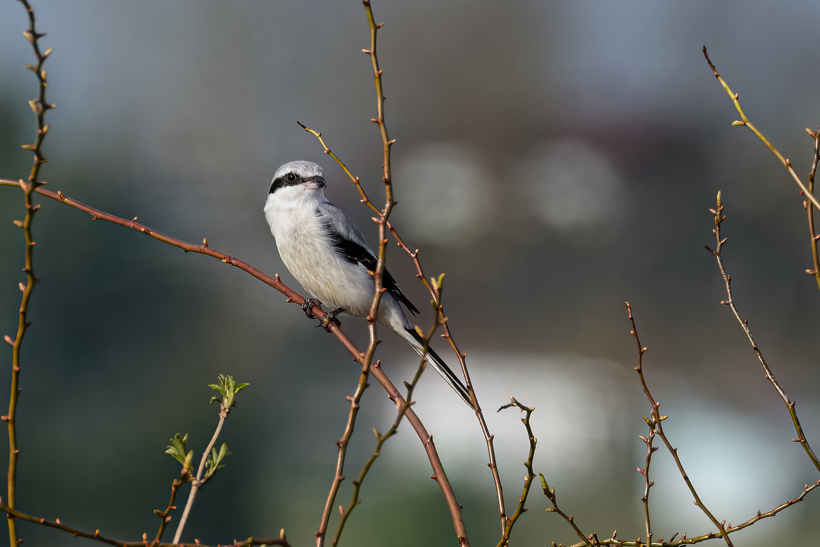 Damenbesuch aus dem Norden