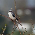 Damenbesuch aus dem Norden